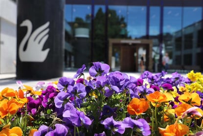 Stemorsblomster i lilla, purpur og orange mot en uskarp bagrunn der man kan se en logo av en hvit svane