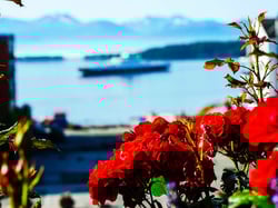 Røde roser mot en uskarp bakgrunn med fjord, flett og et stort skip