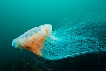 Rød brennmanet med lange brenntråder mot grønn bakgrunn