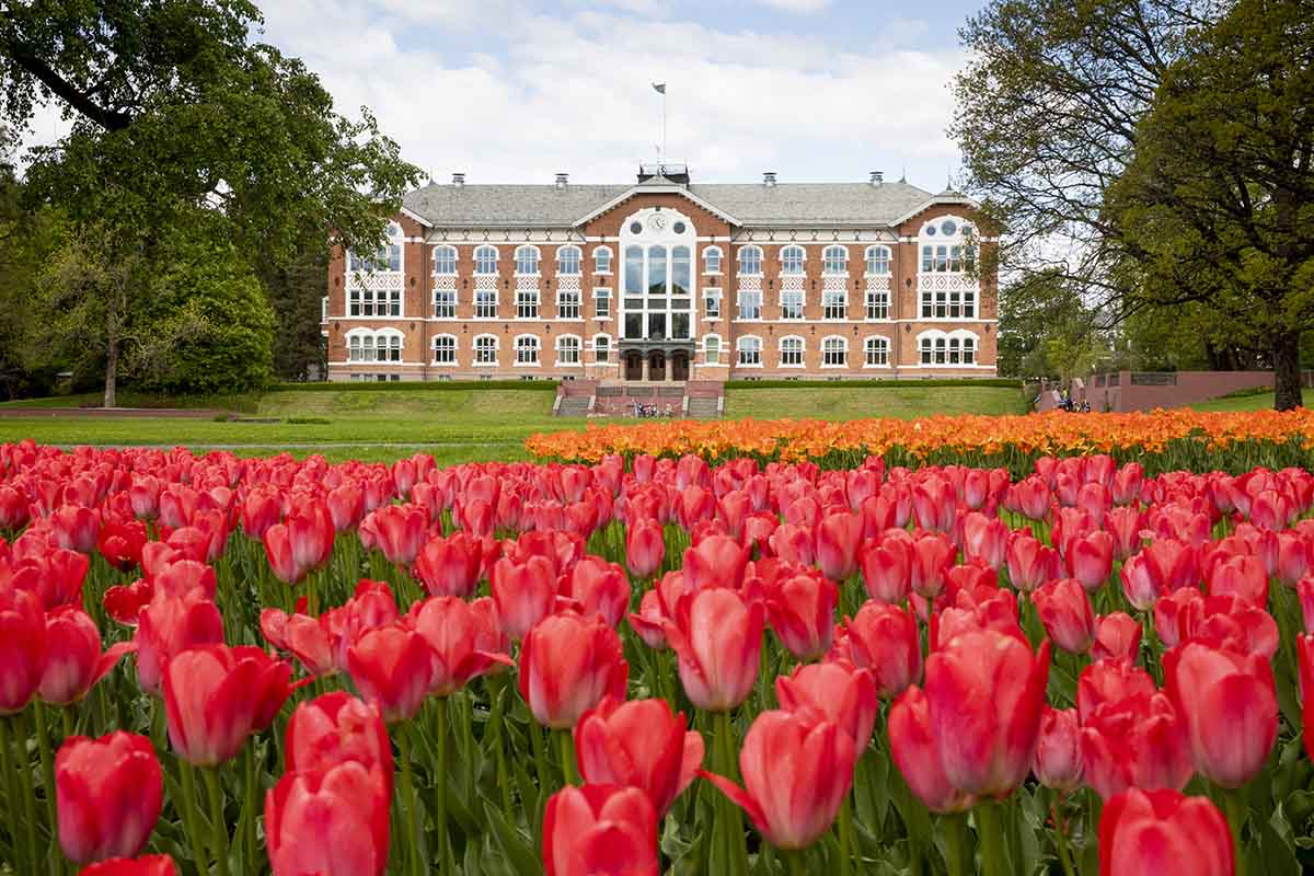Stor bygning i tegl med hvite detaljer rundt vinduene. Bed fullt av røde tulipaner i forgrunnen, oransje tulipaner litt bak